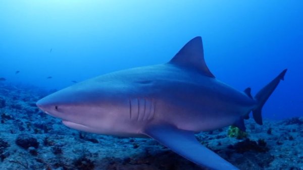 Swimming with bull sharks: Cuba’s underwater tourism bet